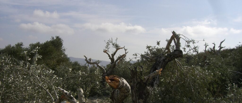 Vandalised olive tree in Palestine